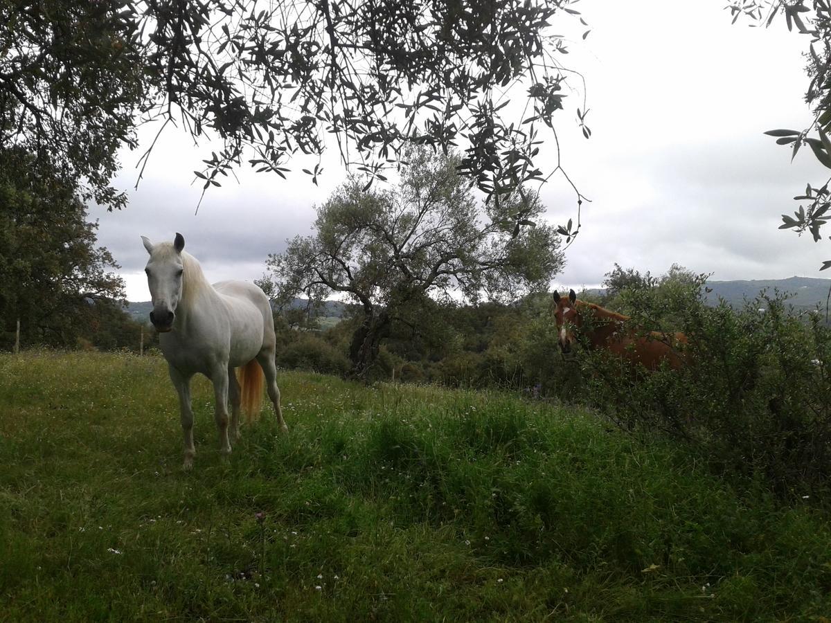 Finca La Carnicera Constantina Dış mekan fotoğraf